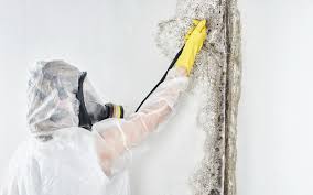 Why You Should Choose Our Mold Remediation Services in Seagoville, TX